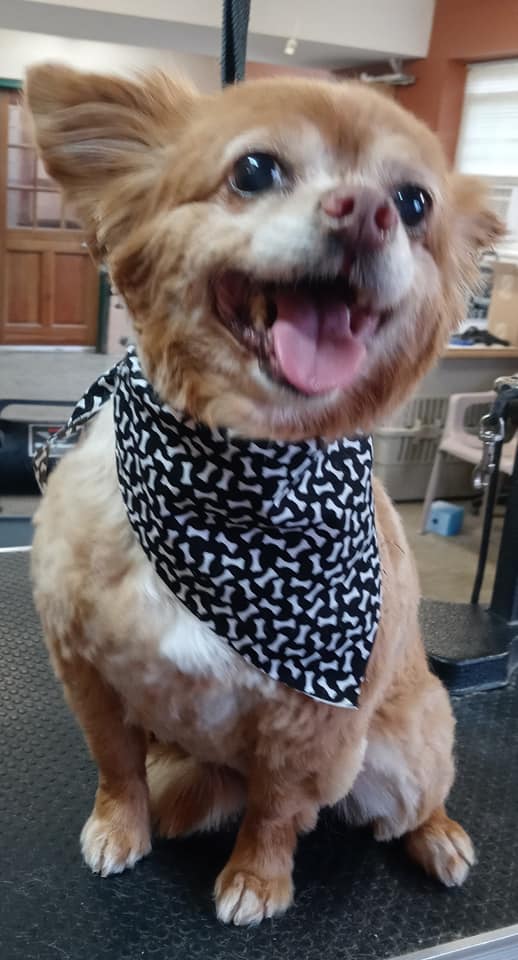 Animal-Inn-of-Frederick1