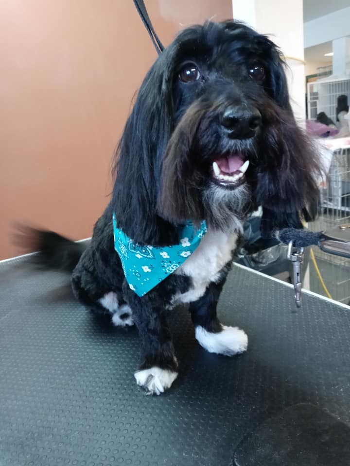 Animal-Inn-of-Frederick11