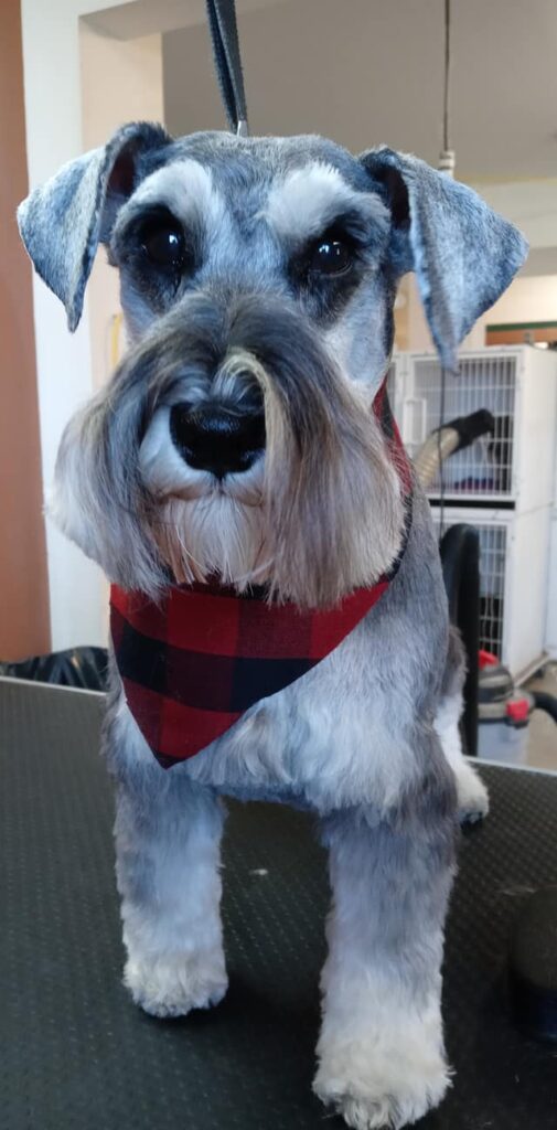 Animal-Inn-of-Frederick12