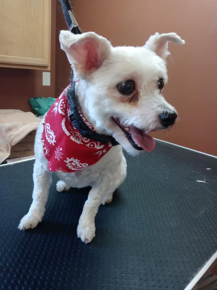 Animal-Inn-of-Frederick13