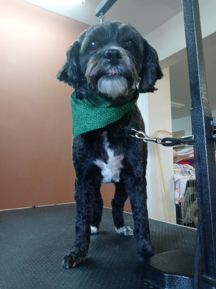 Animal-Inn-of-Frederick14