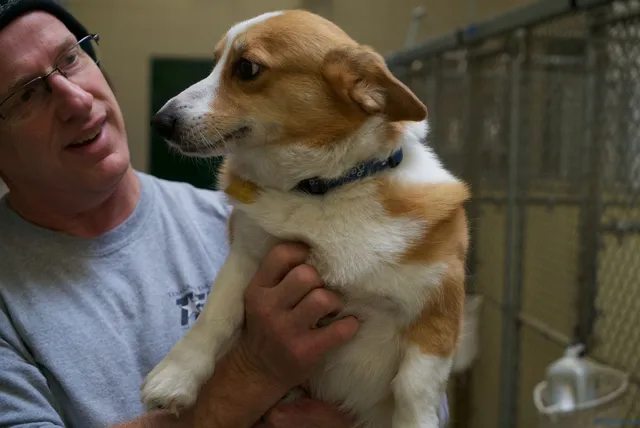 Animal-Inn-of-Frederick15