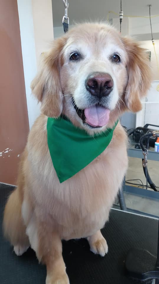 Animal-Inn-of-Frederick16