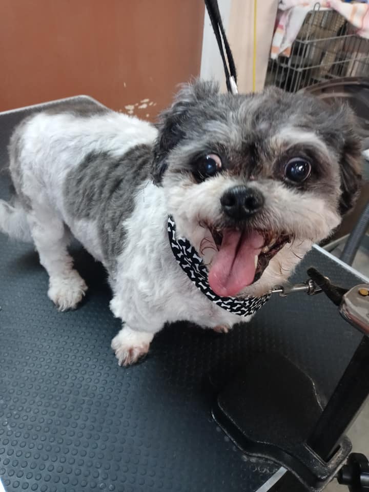 Animal-Inn-of-Frederick17