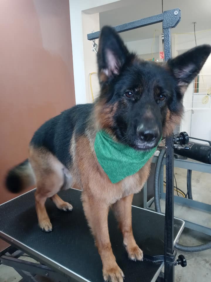 Animal-Inn-of-Frederick18