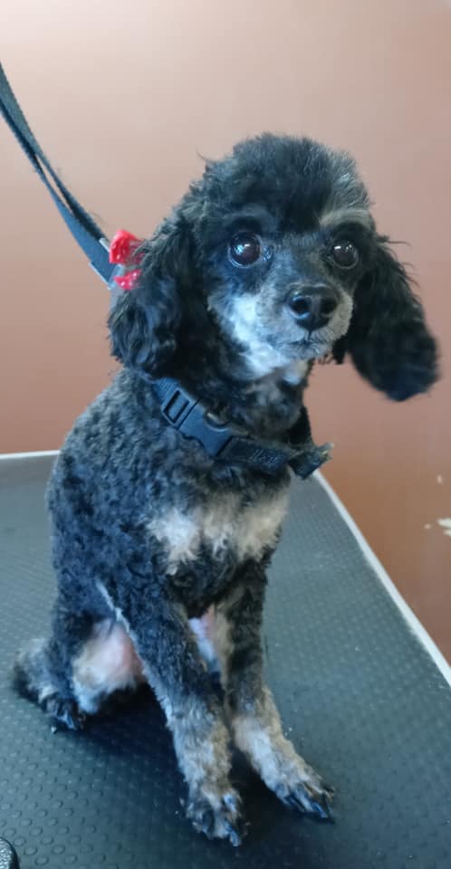 Animal-Inn-of-Frederick19