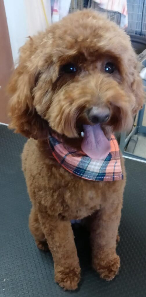 Animal-Inn-of-Frederick2