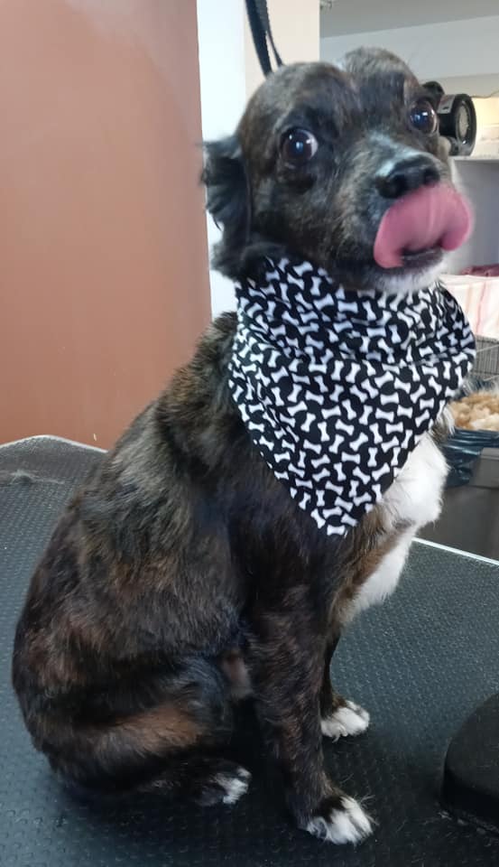 Animal-Inn-of-Frederick20