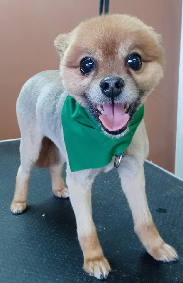 Animal-Inn-of-Frederick21