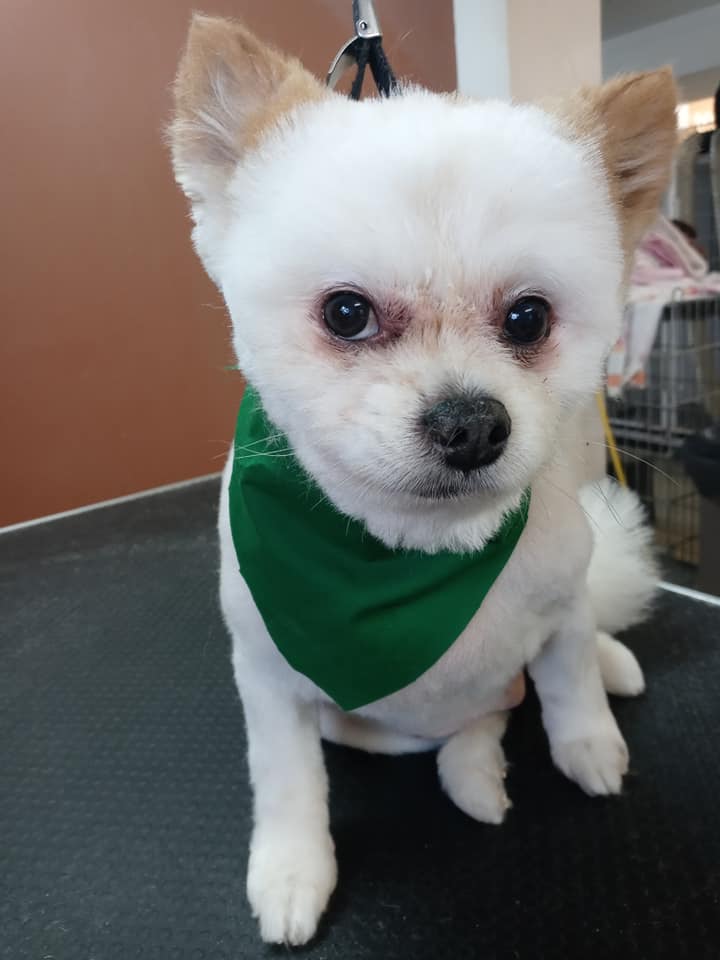 Animal-Inn-of-Frederick22