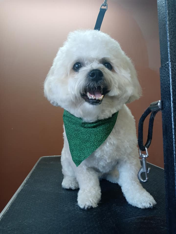 Animal-Inn-of-Frederick23