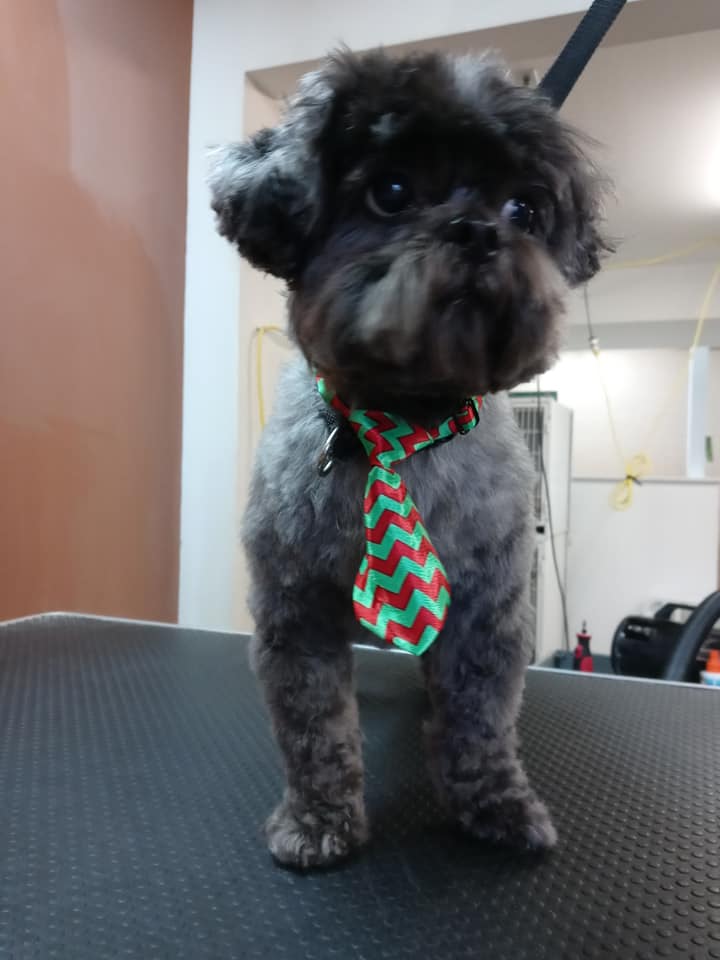 Animal-Inn-of-Frederick24