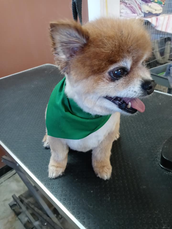 Animal-Inn-of-Frederick25