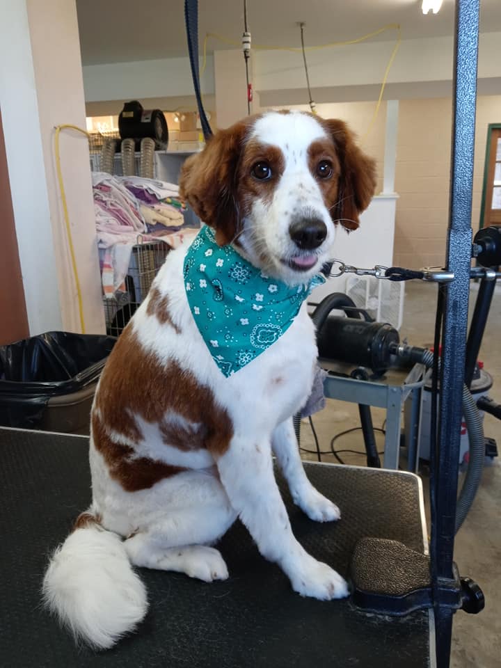 Animal-Inn-of-Frederick26