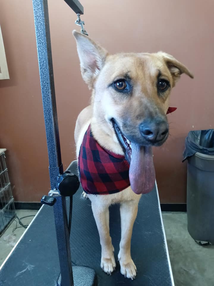 Animal-Inn-of-Frederick27