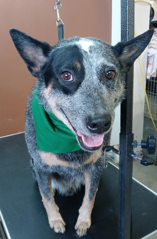 Animal-Inn-of-Frederick28