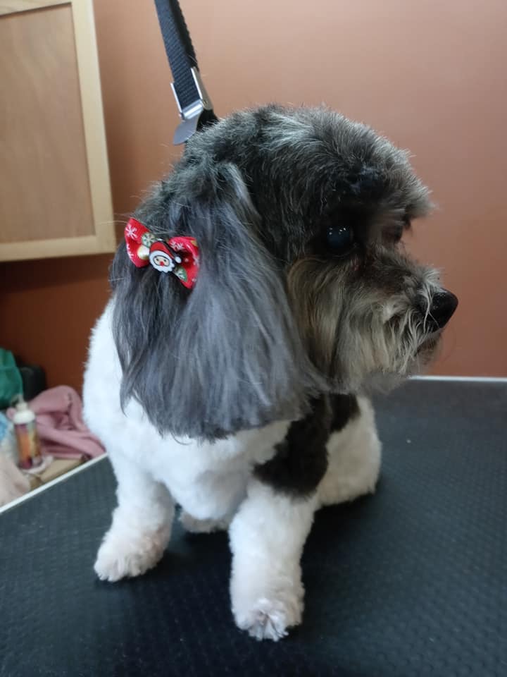 Animal-Inn-of-Frederick29