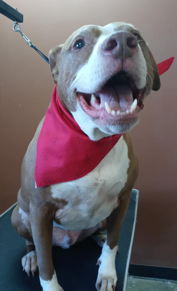 Animal-Inn-of-Frederick3