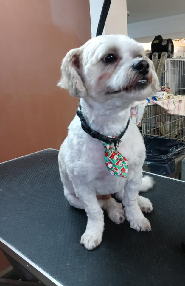 Animal-Inn-of-Frederick30