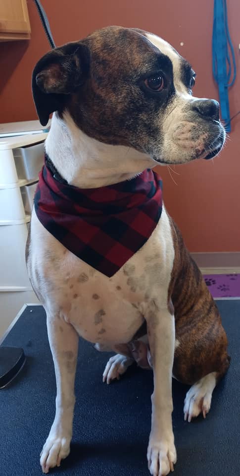 Animal-Inn-of-Frederick31