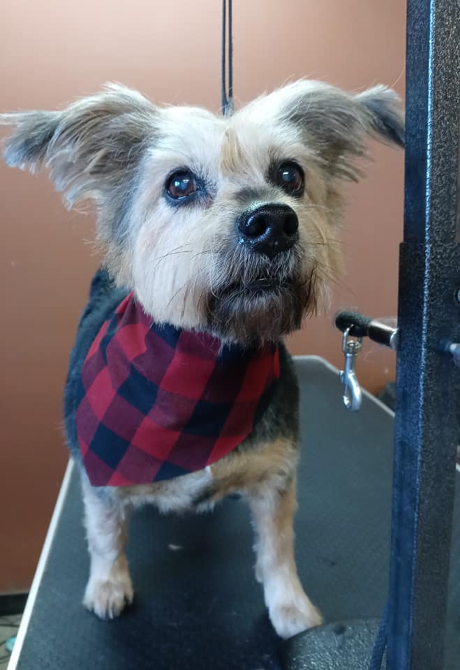 Animal-Inn-of-Frederick32