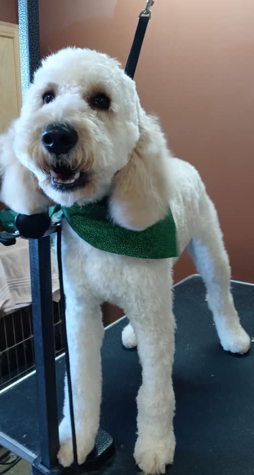 Animal-Inn-of-Frederick33