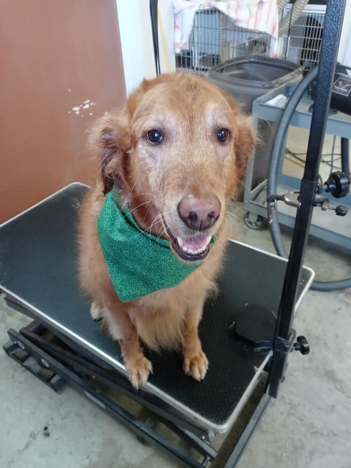 Animal-Inn-of-Frederick34