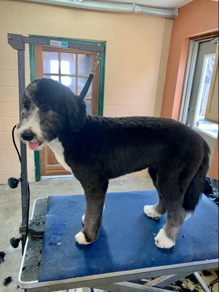 Animal-Inn-of-Frederick35