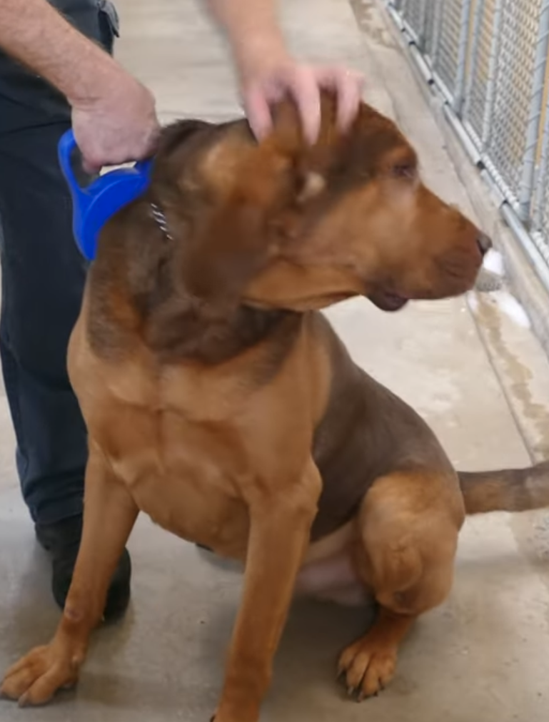 Animal-Inn-of-Frederick4