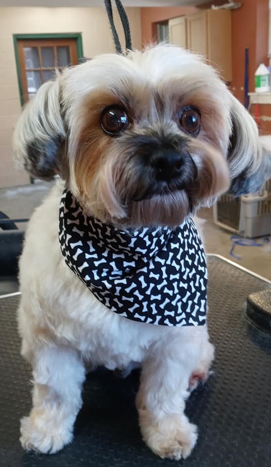 Animal-Inn-of-Frederick5