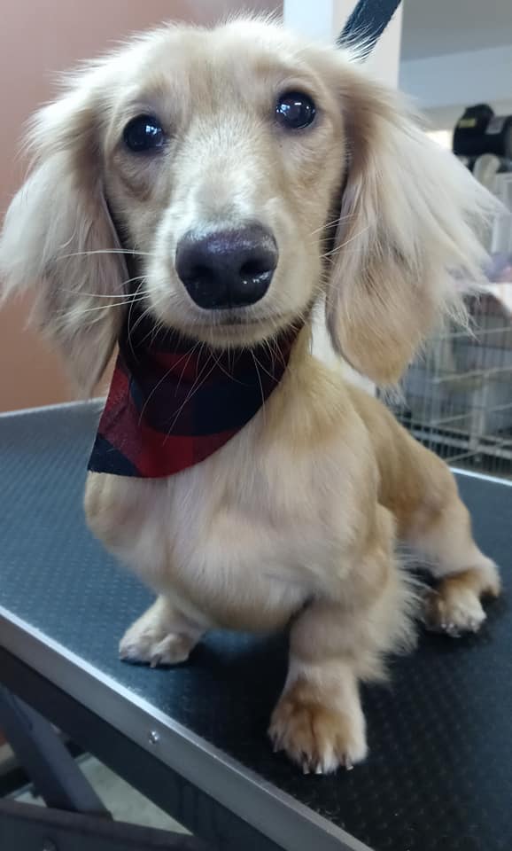 Animal-Inn-of-Frederick6