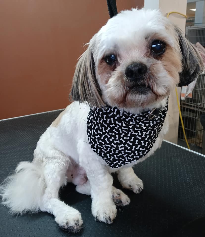 Animal-Inn-of-Frederick7