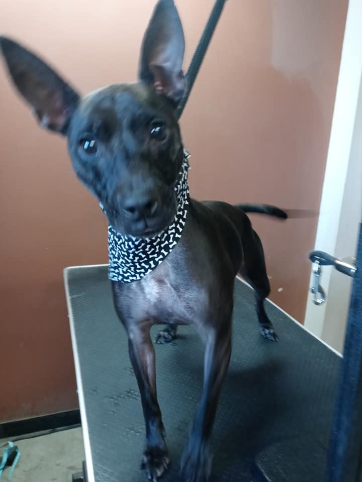 Animal-Inn-of-Frederick8