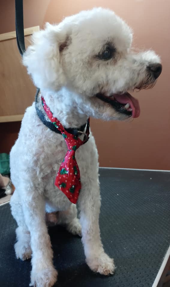 Animal-Inn-of-Frederick9