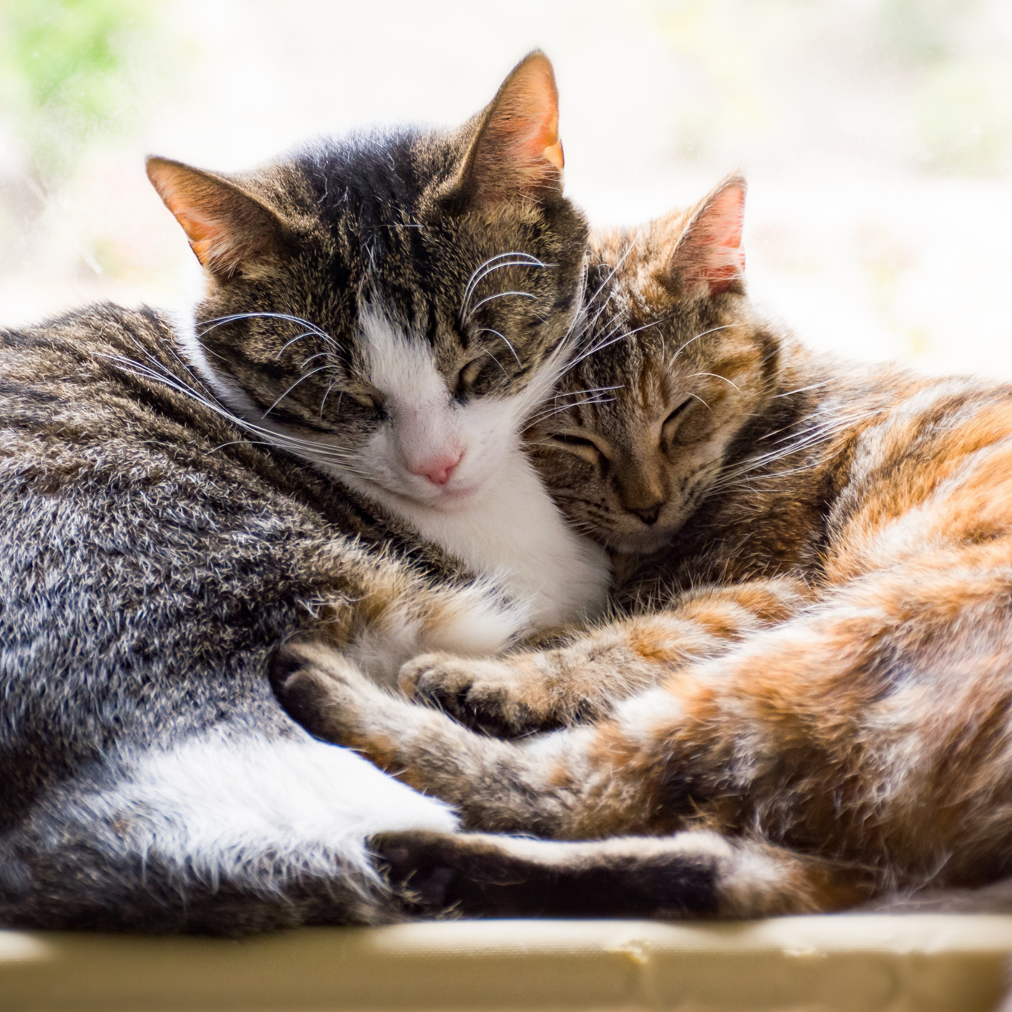 cats cuddling
